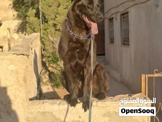 دوتش شيبرد  (ذكر) مميز جدا