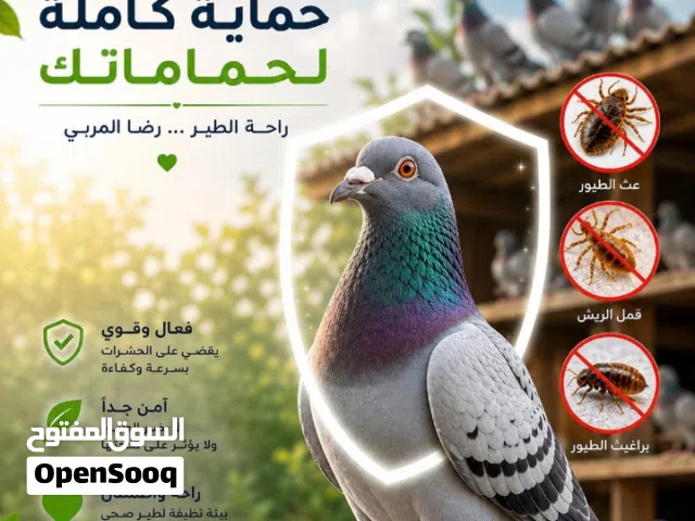 متوفر مبيد حشري لجميع انواع حشرات طيور الحمام امن وفعال ومكفول ان شاء الله