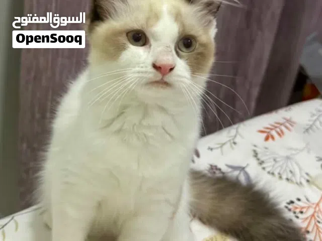 Kittens for Adoption for Free