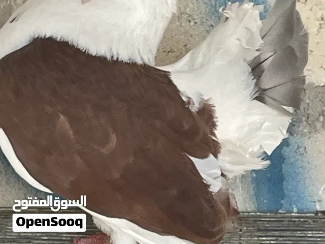 ماشاء الله فحل شغال