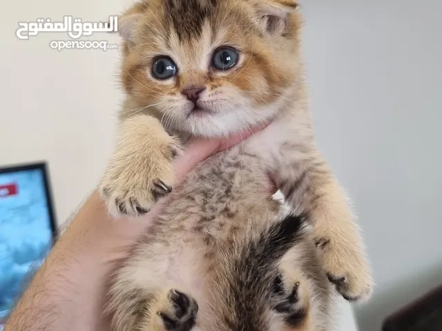 قطه سكوتش قولد