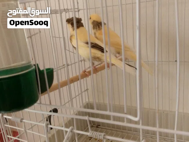 كناري المهرج البرتغالي