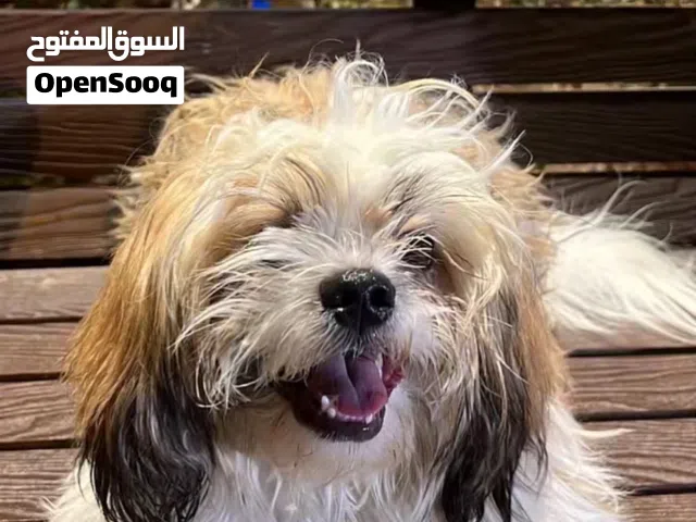 كلب شيتزو عمر 7اشهر