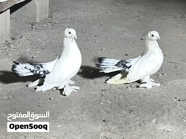 متاح كرنكو وعندي بعد خنابي وعندي سود