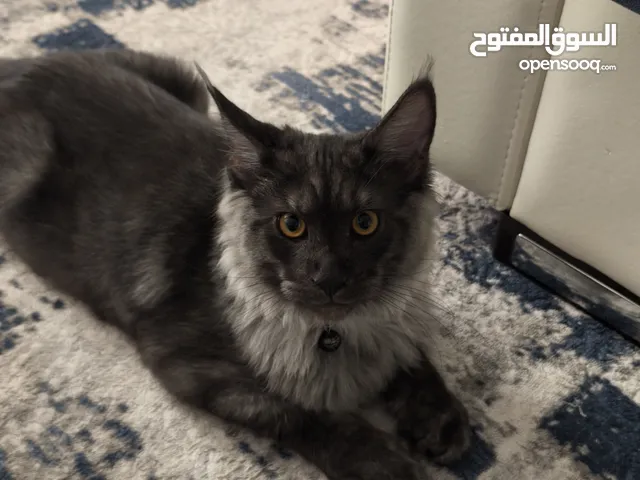 قط ماين كون للبيع