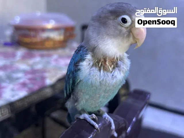 غندور فيشر لون ازرق تركاوزي نثيه جاهزه لتزاوج العمر 5 اشهر وحشي أي مرض ما بي
