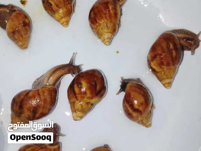 متاح حلزون افريقي جميع الانواع بسعر مميز جدا فوائده في الوصف