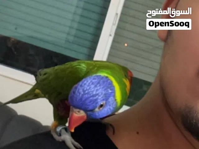 لوري للبيع