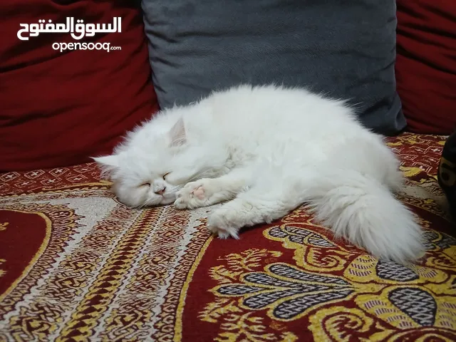 قط شيرازي للبيع او للبدل مواليد 14/12/2024 لعوب جدا وهادي