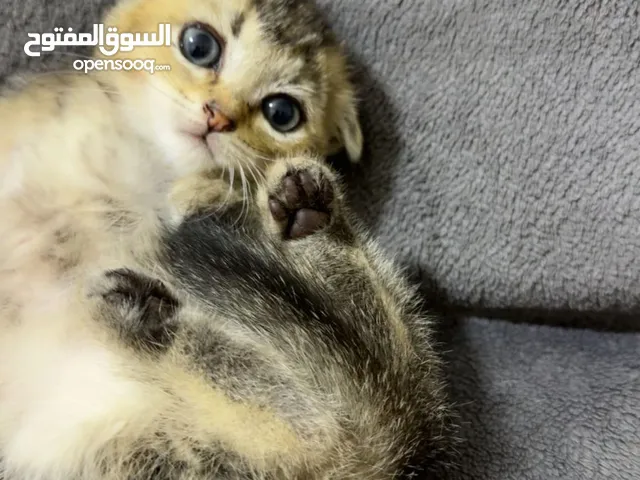 سكوتش فولد وستريت عمر 50 يوم