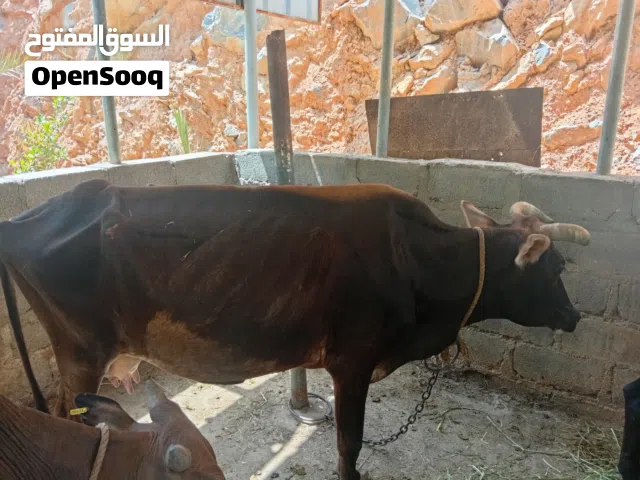بقره عشر مع عجله بنت 6شهور شوف الوصف مهم جداً...................