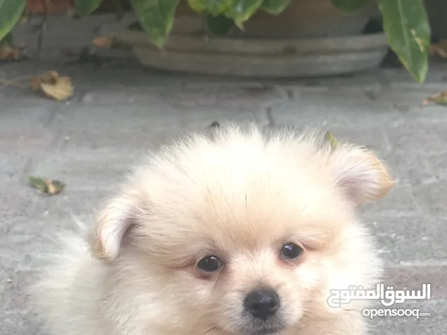 Pomeranian Puppy for Sale للبيع كلب بومرينيان