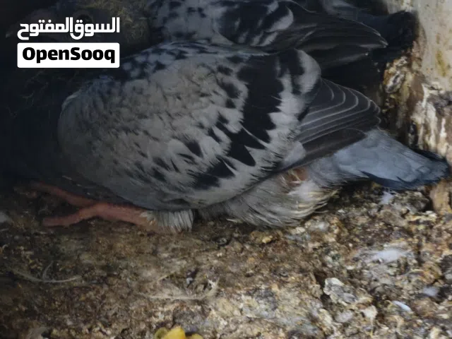 فرخات زواجل طينه الابو قندي والنثيه شذرية مكاني ابو الخصيب العوجه صحه ونضافة خير من الله التفاصيل كا