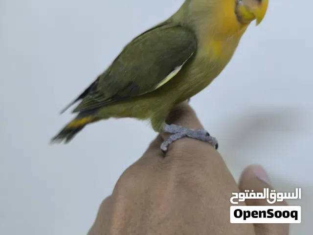 بيعه سريعه روز اليف ومدرب طيران داخل البيت .الوصف مهم