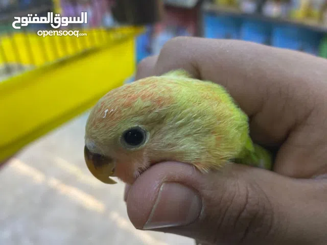 بركديلو لفة حمرة لون زيتوني