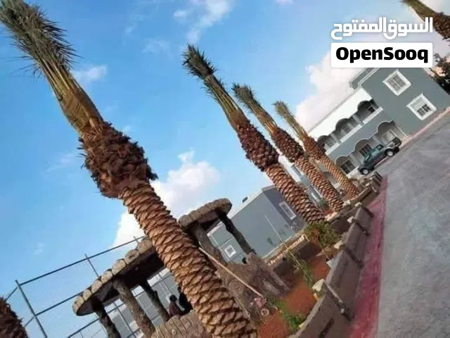 نخيل مثمر من مزارع الكرامه