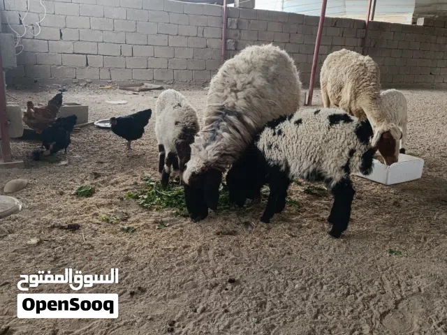 امايات ويه جهالهن