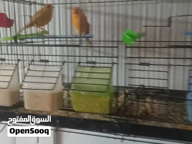 جوز الحفل مشمشي وطيره مشمشي مقنبره