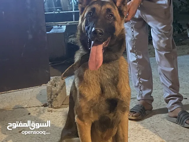 كلب ذكر مانلوا قابل لي التفاوض