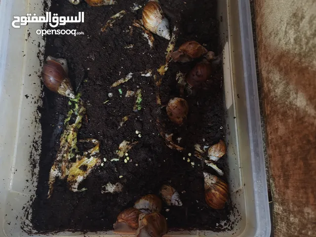 حلزون أفريقي حجم كبير وحجم صغير للبيع