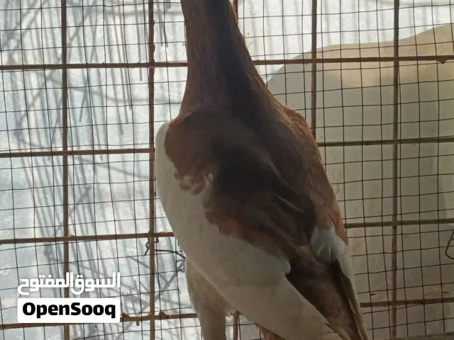 طير مكبي اصفر ابو فراخ