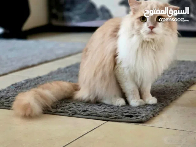 قط ذكر للتبني