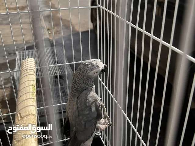 ببغاء للبيع 1350 بلقفص