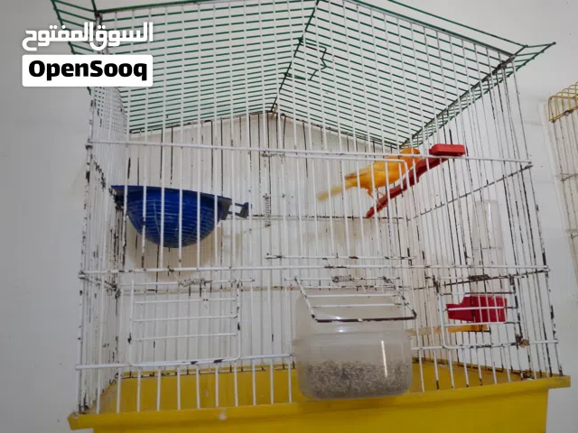 كناري مشالله 3فحولا للبيع بسعر مناسب
