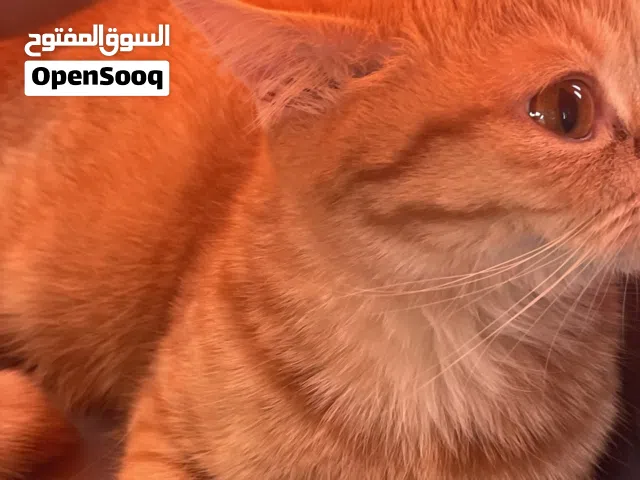 British orange female cat