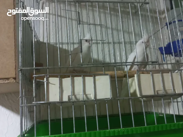 زرقاء زواهره دوار ابو راتب