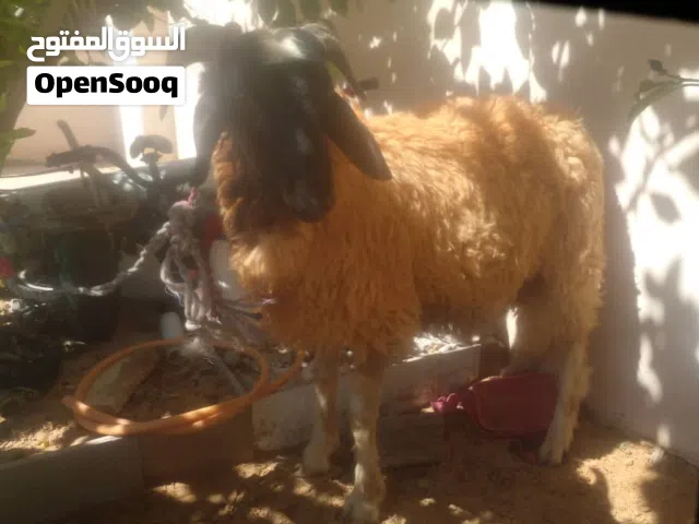 حيوانات مبيعات