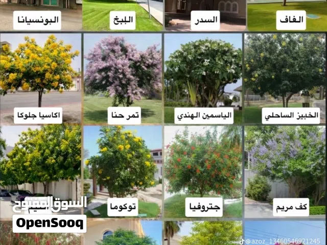 اشجار زينه يتوفر لدينا جميع انواع الاشجار والمقاسات والكمية