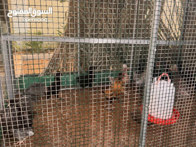 دجاج للبيع فل فلاح الجديده