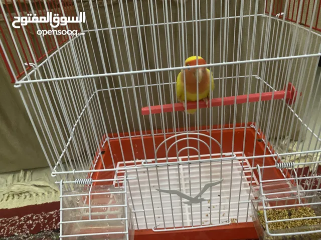 عصفور روز غير اليف سريع الترويض كان مروض