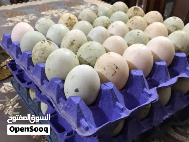 بيض بط للبيع اسبوعي 75 حبه