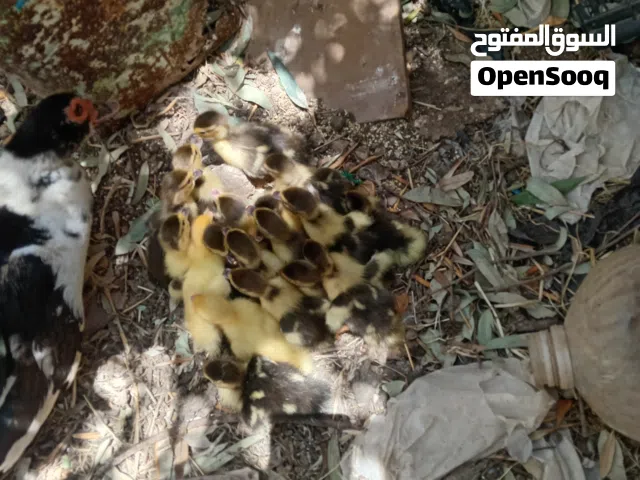بطة بلدية نخب النخب
