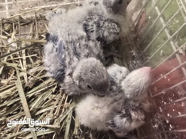 فروخ روز  140