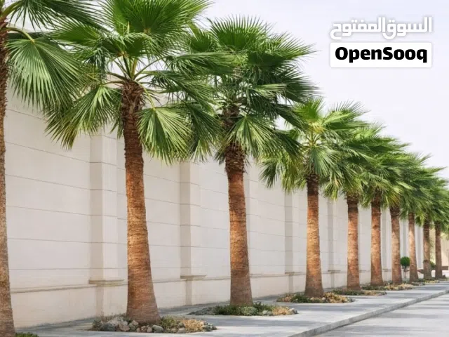 توريد نخيل فاخر في الرياض  هل تبحث عن نخيل عالي الجودة يضيف لمسة جمال ورقي لحديقتك أو مشروعك