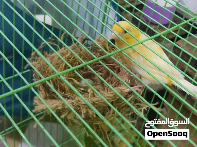 نثيه كناري