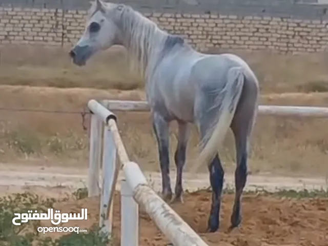 حصان عربي اصيل ربي يبارك