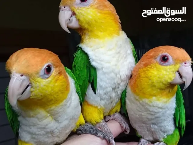 Caique parrots available, White bellied and more. Your whatsApp number for info