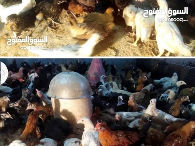 دجاج عماني 100% عمر  3 شهور ودجاج بياض  التواصل واتس اب