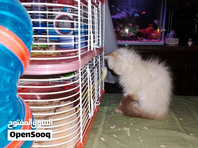 هامستر عدد 8 وأكثر للبيع