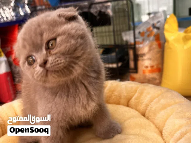 أحلى فولدات فيكي ياعمان بيور مليار بالميه السعر عرض  مع بكيج العرض نار شوف الوصف ضروري