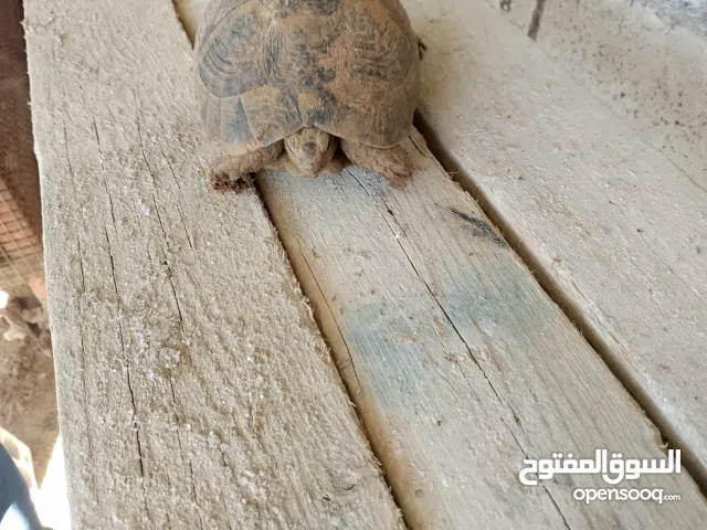 سلاحف للبيع