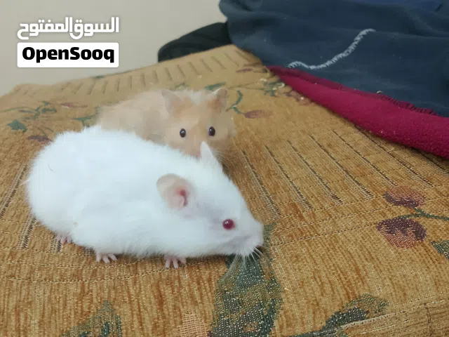 جوزين هامستر اليف للبيع