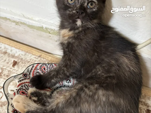 انثى للتبني