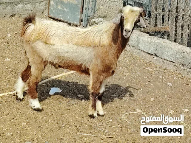 تيس فحل من حلال بني سعيد