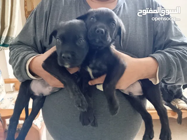 بيع عدد 2 ذكر كين كورسو