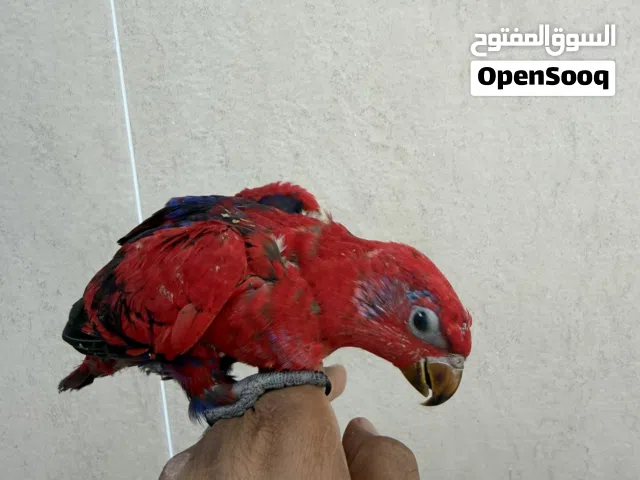 ريد لوري عمر شهرين ونص